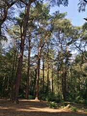 Pinewood in the summer