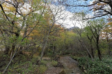 上高地の紅葉