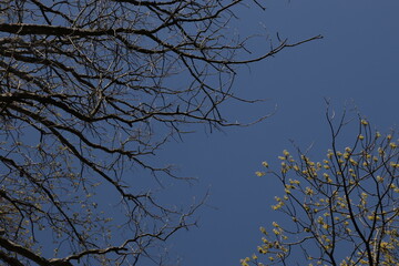 Trees in early spring against the blue sky