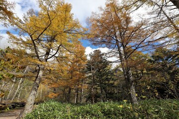 Fototapeta premium 上高地の紅葉