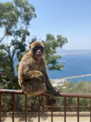 a long macaque