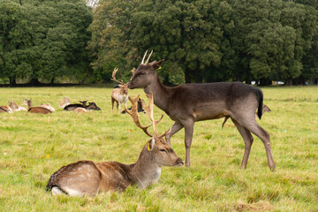 Naklejka na ściany i meble Great Deer (Cervus Elaphus) and whitetail deer on a meadow, eating grass and resting