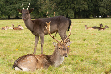 Naklejka na ściany i meble A herd of deer in the Phoenix Park in Dublin, Ireland, ot he biggest park in Europe