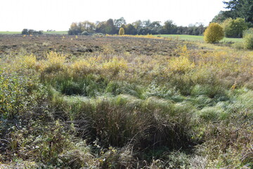 herbstlich buntes Sumpfmaar Strohner Märchen