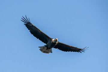 Head on perspective of Bald Eagle in Flight flying towards the camera with a slim streamlined profile.