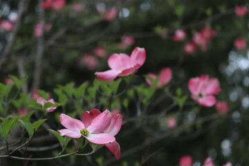 Pink flowers of spring trees
