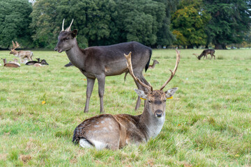 Young deer facing the camera while eating and resting. Phoenix Park, Dublin, Ireland.