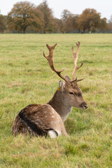 Young deer facing the camera while eating and resting. Phoenix Park, Dublin, Ireland.