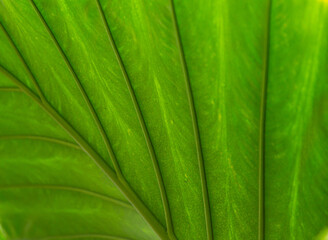 Tropical green palm leaf background. Abstract texture line from nature. Sun shining through a radiating green leaf. Natural background texture