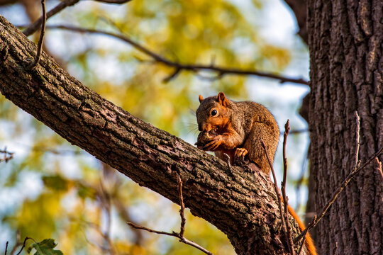 squirrel with a nut on the branch of a tree