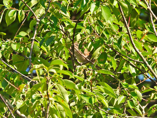 House Wren Bird Hiding in a Tree Filled with Green Leaves on a Beautiful Summer Day Filled with Sunlight