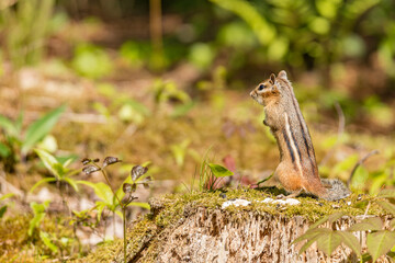 Chipmunk standing tall landscape copy space