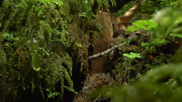 super close-up, detailed. green moss on a log in the forest.