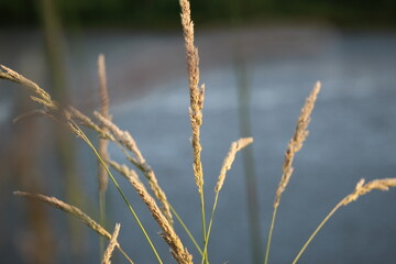 reeds in the wind