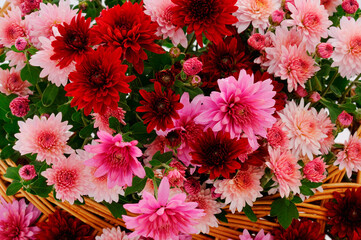  Flowers of chrysanthemum.