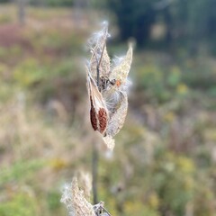 Common milkweed in a prairie in the fall
