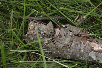 A dry branch from a tree lies on green grass