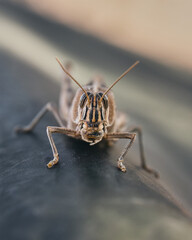 African animal in Namibia, Africa