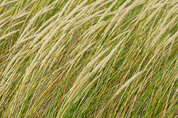 background with european marram grass or beach grass