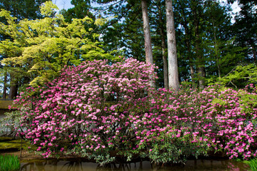 シャクナゲ咲く高野山金剛峯寺