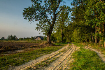 Forest lit by the setting sun, Poland.