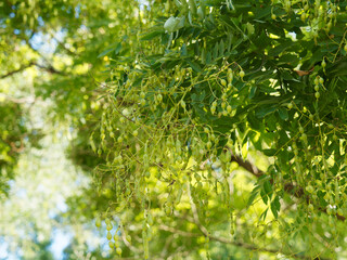 Fototapeta na wymiar Styphnolobium japonicum - Sophora du Japon ou arbre aux pagodes aux longues gousses charnues et pendantes de début d'automne