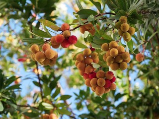 Fruits of an arbutus against the sky