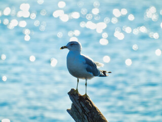 Ring-Billed Gull Seagull Bird Perched on Branch with Lake Glistening in Background with Sun Spots from Bright Sunny Summer Day