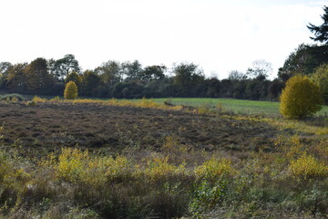 herbstlich buntes Sumpfmaar Strohner Märchen