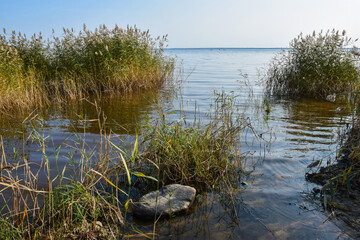 Landscape photo with lake shore and reeds
