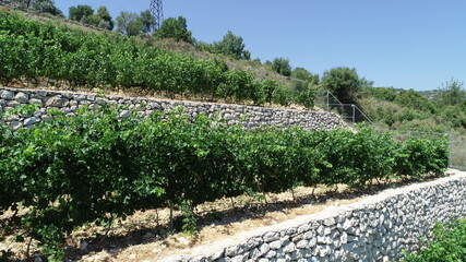 Vineyard and winery landscape. Wine lovers. Travel destination