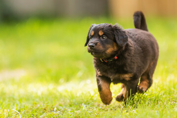 black and gold Hovie, dog hovawart cute puppy runs across the lawn