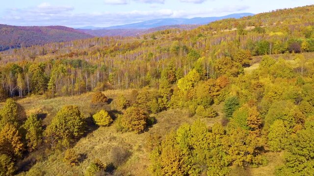 Aerial view over birch forest in autumn season. Yellow birch trees with white bark. Beautiful colors of autumn. Rusty leaves of the forest. Siberia autumn landscape. Fly over the fall forest.