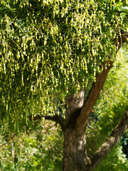 Styphnolobium japonicum - Sophora du Japon ou arbre aux pagodes aux longues gousses charnues et pendantes de début d'automne