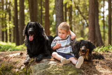 child and dog,cute boy playing with two Hovies on a rock in the forest