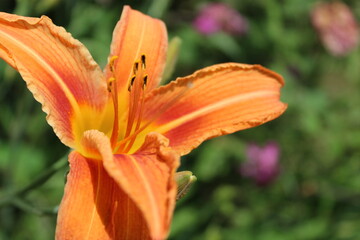 orange tiger lily