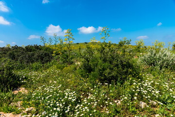Giant Hogweed, a giant hogweed and white daisies in the meadow against blue sky. Heracleum manteggazzianum at Mount Barqan (Gilboa). Israel