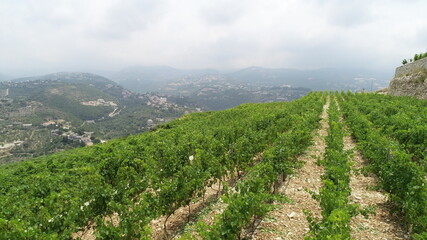 Fototapeta na wymiar Vineyard landscape in a cloudy weather. Wine lovers. Travel destination