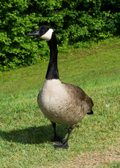Goose