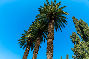 Palm alley on blue sky background
