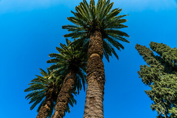 Palm alley on blue sky background