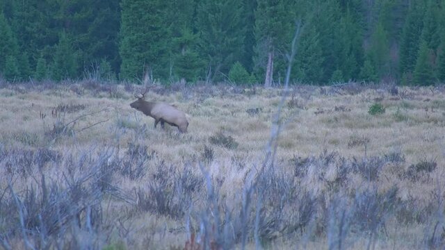 Bull elk early morning bugling challenging other males