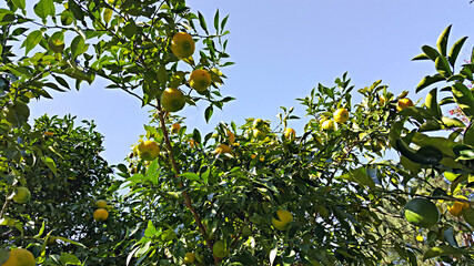 유자나무 유자열매