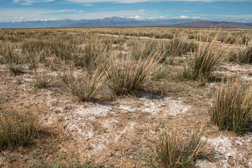 Tough grass grows on salty clay