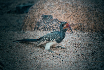 Bird close up in Namibia, Africa
