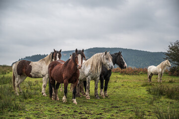 Obraz premium A herd of wild horses, in the Welsh landscape. It is autumn and the sky is cloudy 