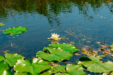 water lily in the pond
