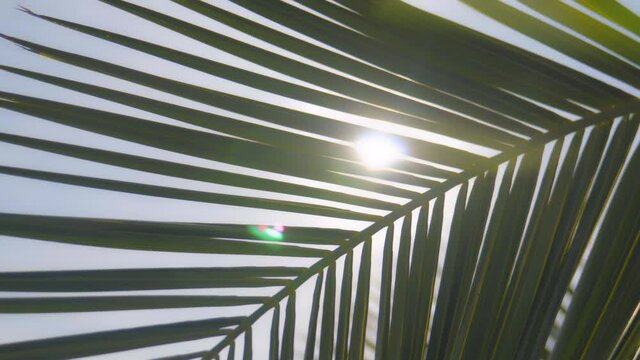 The sun's rays make their way through the branches of palm trees