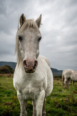 Obraz na płótnie Canvas A single white, wild horse in the rural landscape of Wales. The autumn day is cloudy