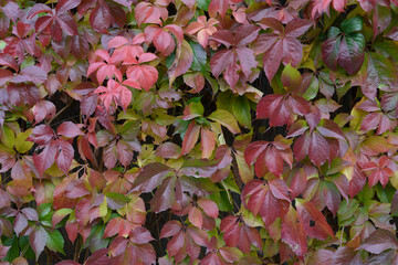 Colorful leaves of Virginia creeper in autumn day.